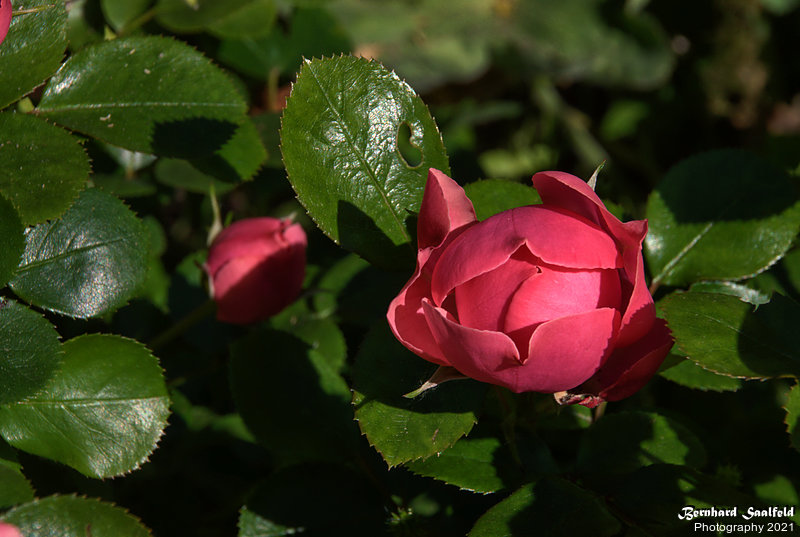 Bernhard Saalfeld - Gartenrose (9v9)
